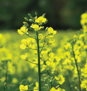 Brassica-cover-crop-Mustard-286x300