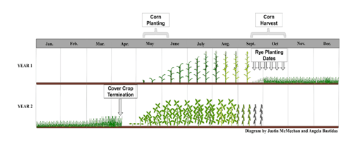 Cover-crop-between-a-typical-corn-soybean-rotation