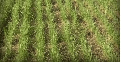 Grass-species-Cereal-rye-768x394