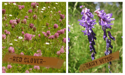 Leguminous-cover-crops-red-clover-L-and-hairy-vetch