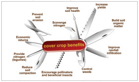 The-many-benefits-of-cover-crops