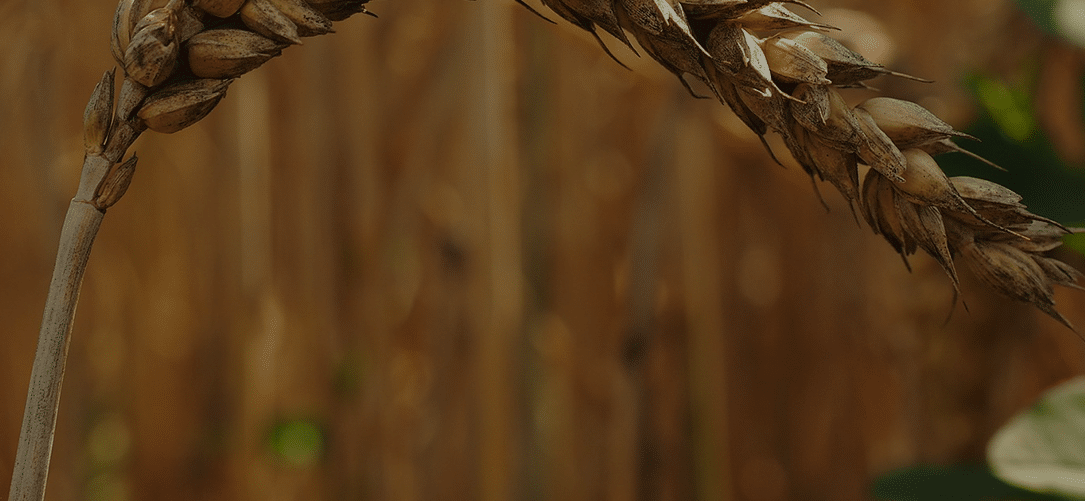 Blog-Cover-corn-5b