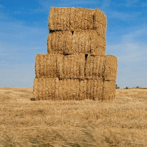 Blog-Cover-corn-6-square