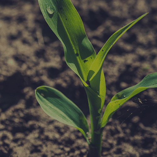 Blog-Cover-corn-plant-square