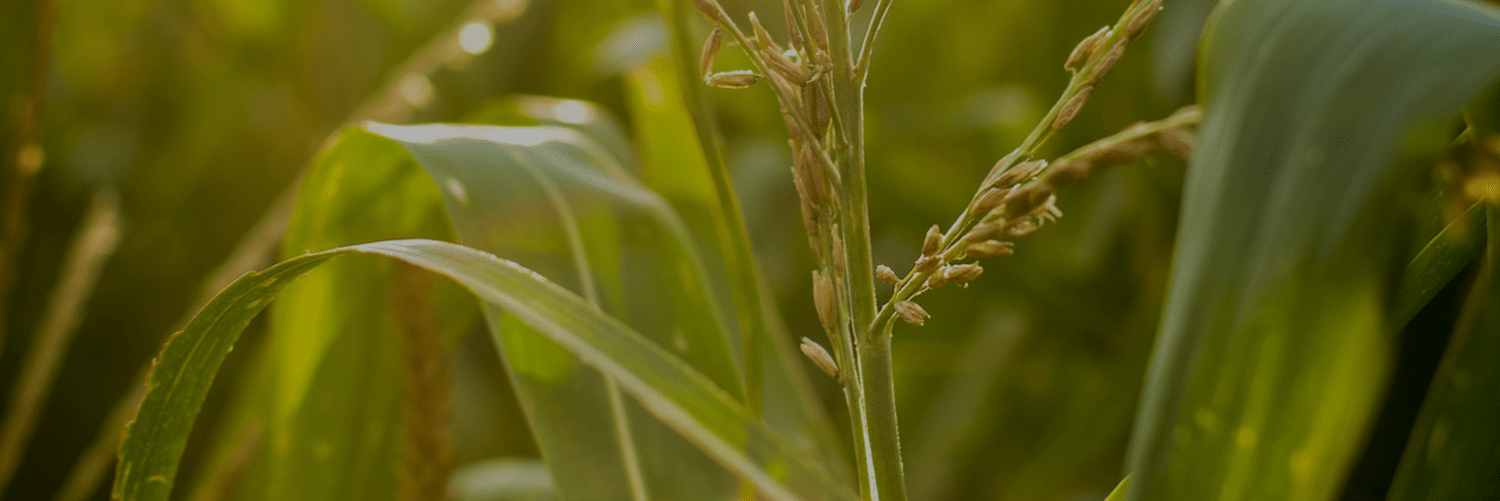 Blog-Cover-corn