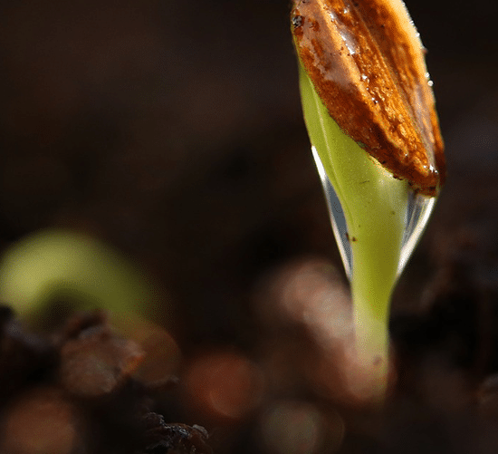 Blog-Cover-soils-2