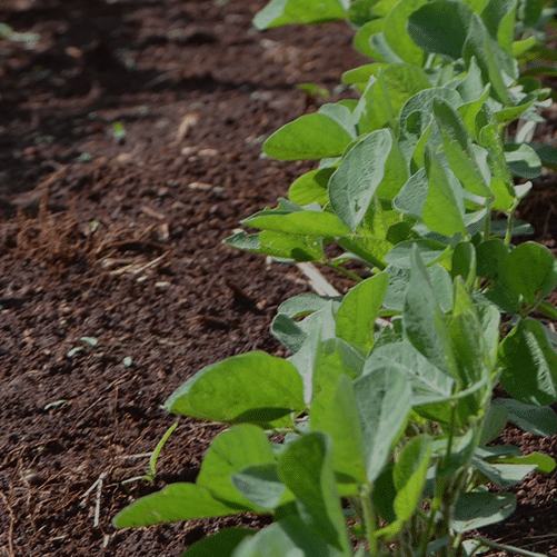 Blog-Cover-soybeans-12