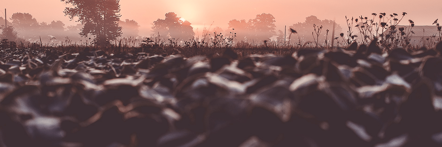Blog-Cover-world-soil-day
