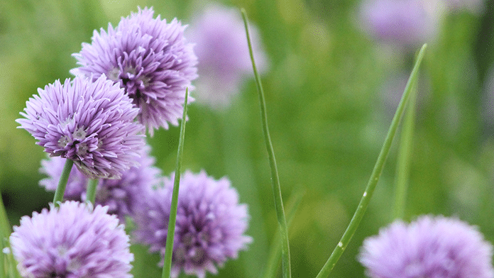 Blog_CardImg_covercrops