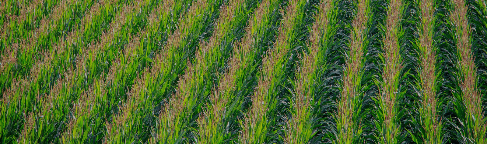 corn field