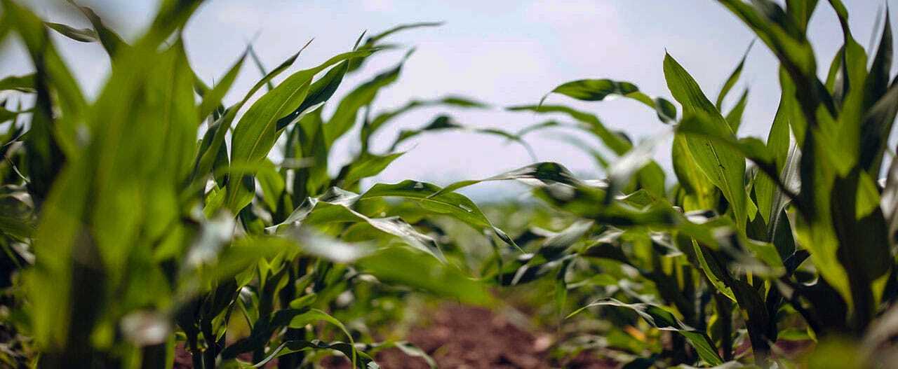 Corn-Cover-Photo-2