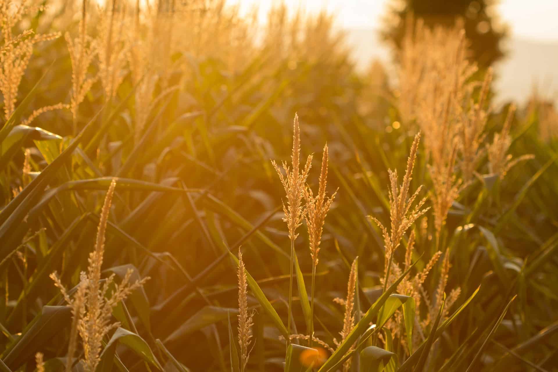 cereals-904629_1920