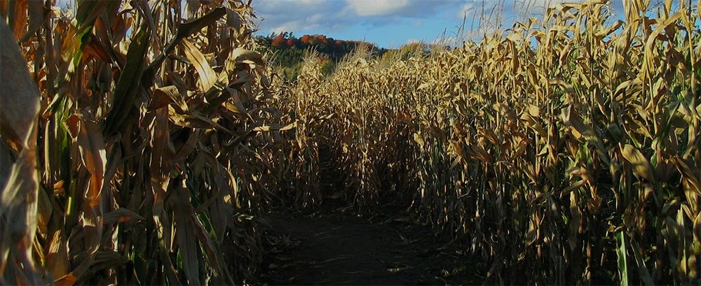 corn-field-1