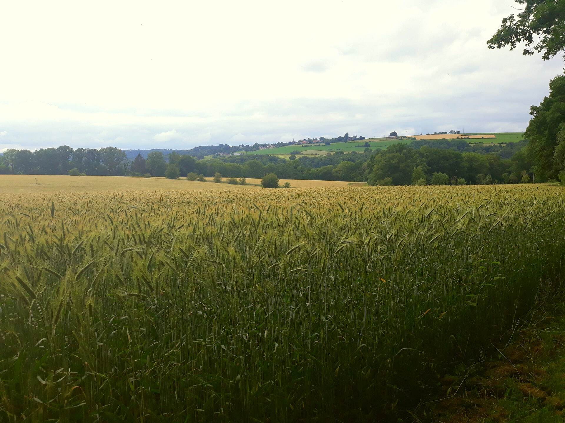 cornfield-6028216_1920