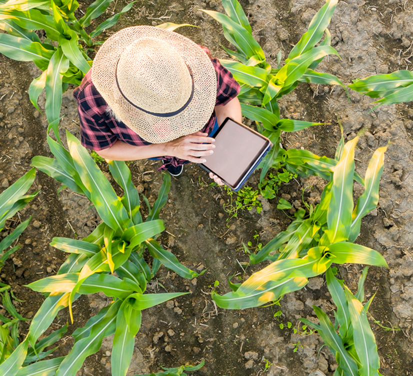 Man on tablet standing in field
