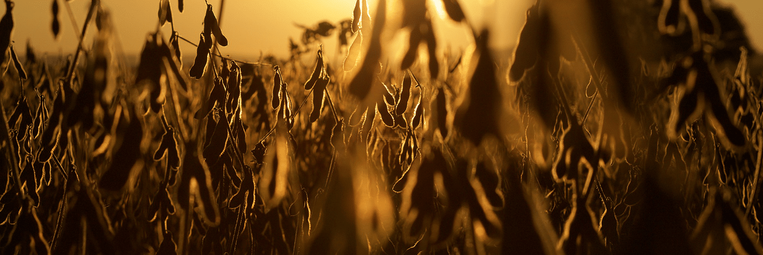 soybeans