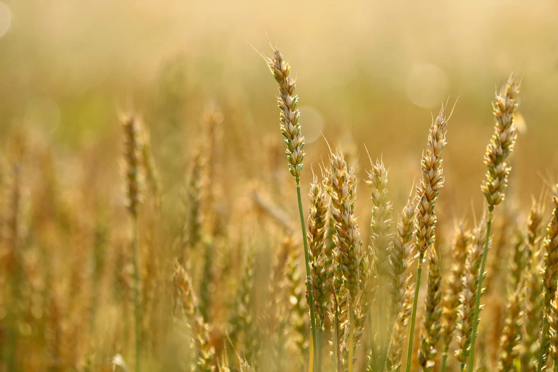 wheat-5560987_1920