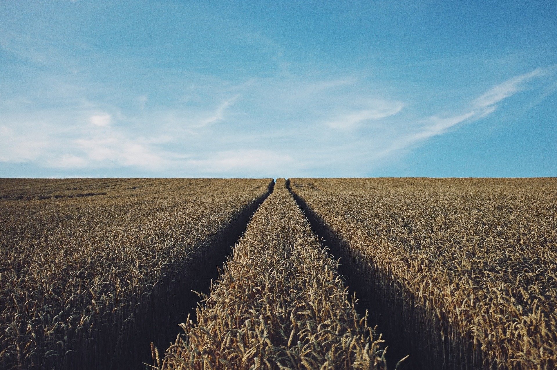 wheat-691935_1920