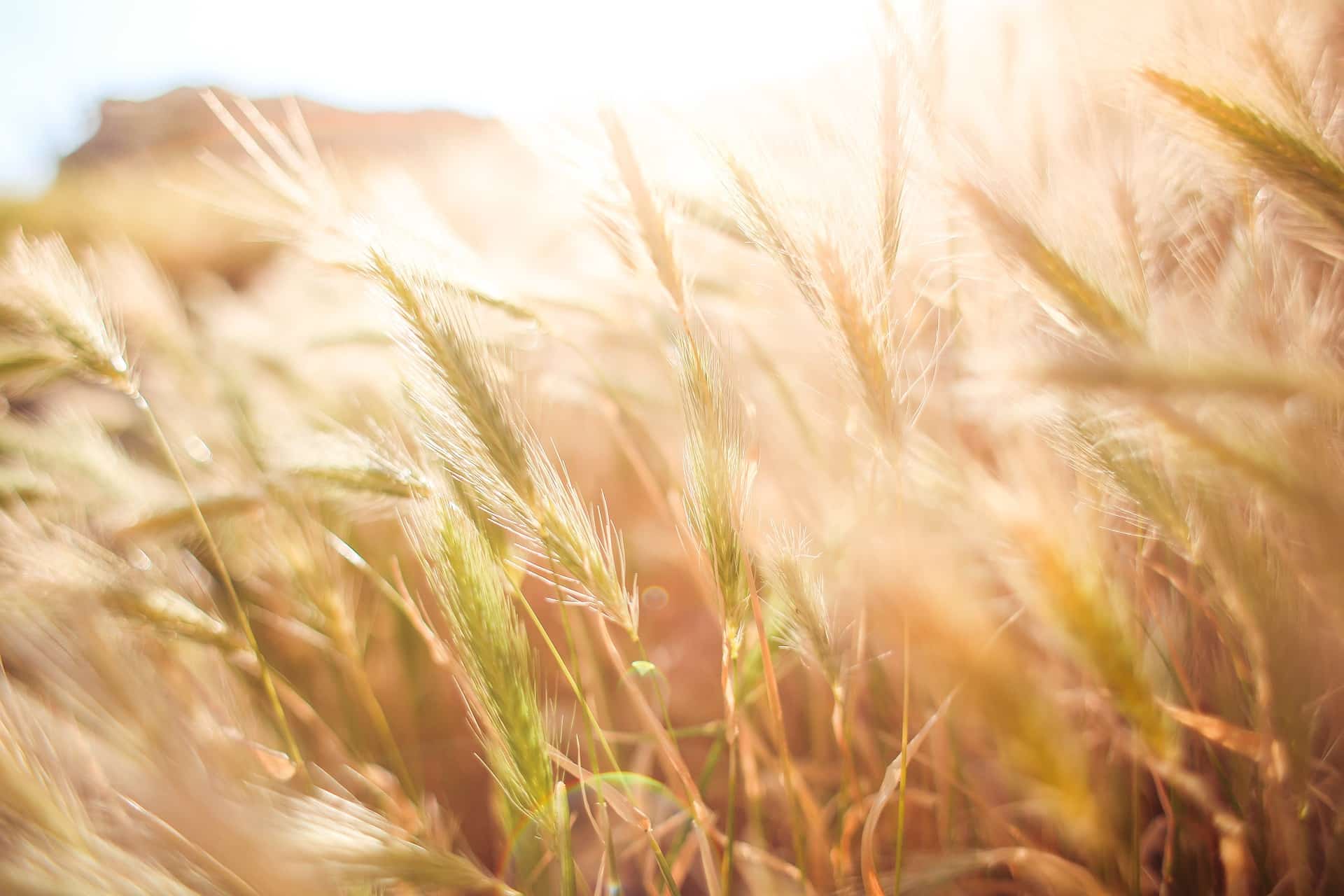 wheat-865098_1920