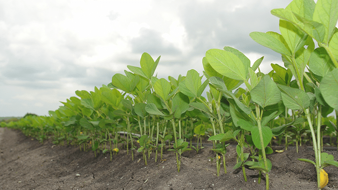 Blog_CardImg_soybeans