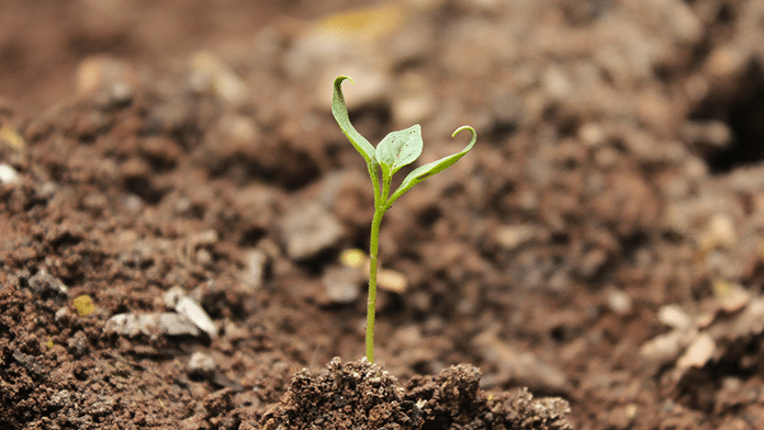 Blog_CardImg_soil