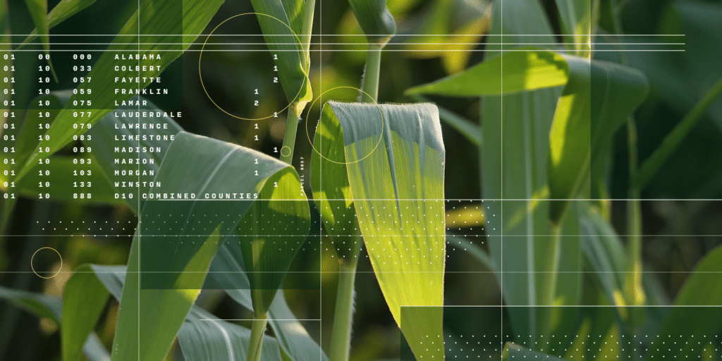 CIBO-collage_corn-3-1024x512